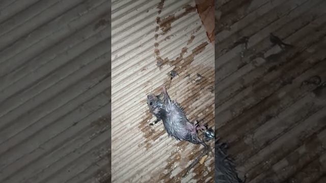 Мышь попалась на клей смотреть онлайн