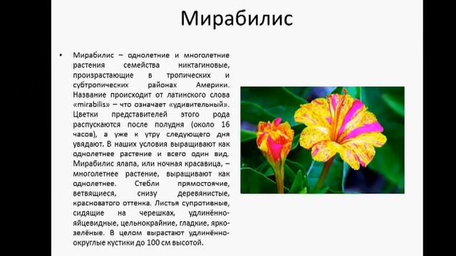 Цветы для тяжёлых почв смотреть онлайн