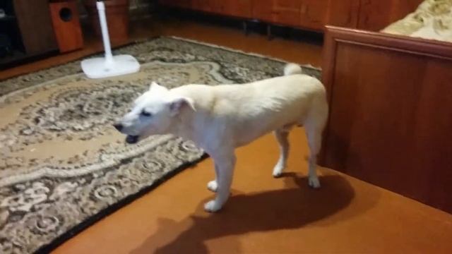 Собачьи Песни под музыку телефона :) смотреть онлайн