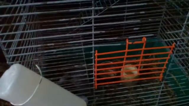 Что нужно для содержания шиншиллы? Как ухаживать? Что нужно? Что нельзя ? Ответы в этом видео. смотреть онлайн