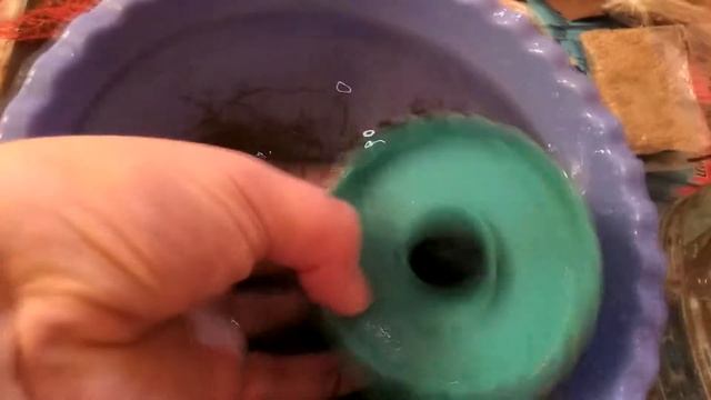 Приращиваем яванский мох к пластику. Часть 2 смотреть онлайн