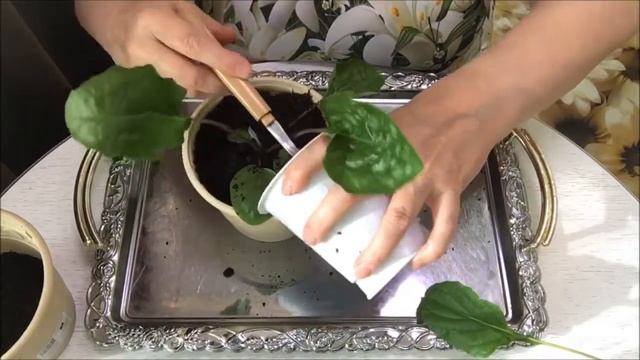 Пересадка герберы в цветочный горшок. смотреть онлайн