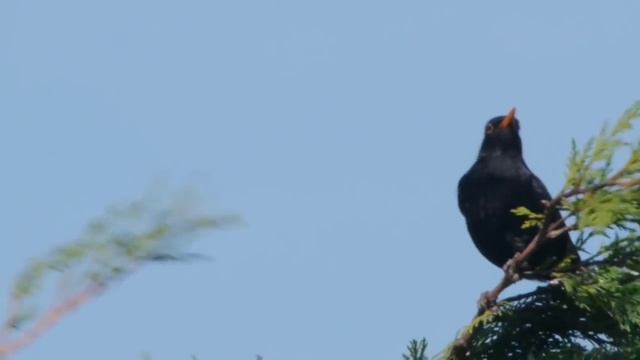 Насекомоядные певчие птицы 1ч