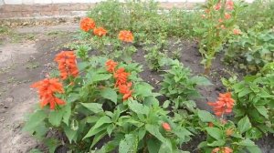 2 подкормки и сальвию не узнать! Такого результата я даже не ожидала!