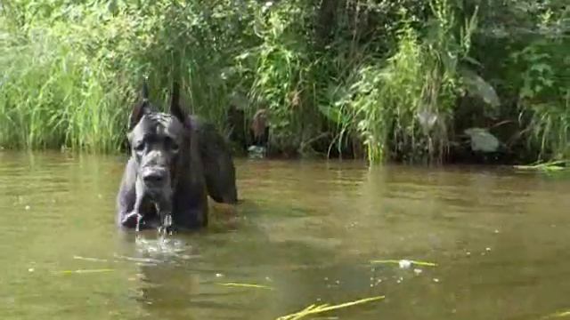 Great Dane Airon (Sargos Cvet Nochi X Arlanda)