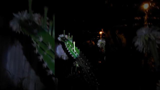 Cactus Night Blooms смотреть онлайн