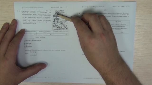 Демоверсия ЕГЭ 2019 БИОЛОГИЯ. Какие изменения? смотреть онлайн