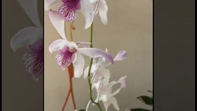 How to make orchid bloom faster смотреть онлайн