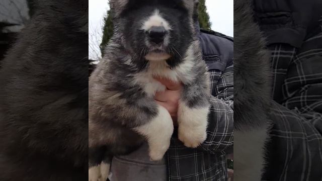 Девочка алабай щенок Алабая смотреть онлайн