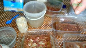 Как я содержу и развожу водяную змейку АУЛОФОРУС в домашних условиях! Чем кормить аулофорус!