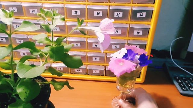 АМПЕЛЬНАЯ ПЕТУНИЯ САКСЕСС СИЛЬВЕР ВЕЙН смотреть онлайн