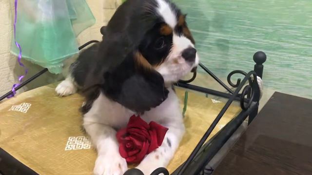 Эрик. Кавалер Кинг Чарльз спаниель.