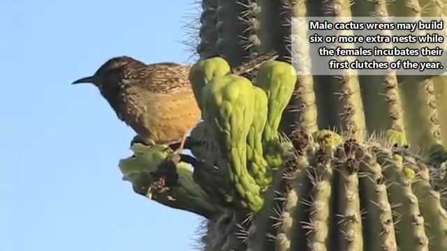Cactus Wren Facts: They Live In Cactuses Or Cacti, Whichever Is Fine | Animal Fact Files