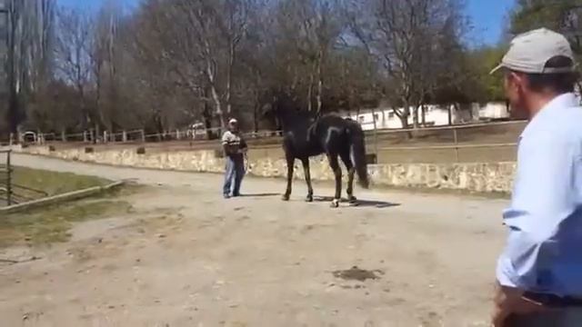 Карачаевская порода лошадей. Карачаевский конный завод. смотреть онлайн