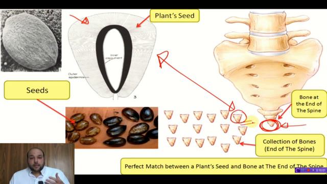 How shall God bring The Dead Back to Life, explained with pictures смотреть онлайн