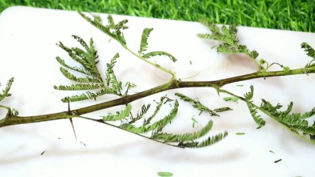 कहीं मिल जाए बबूल की फली तो अपने साथ ले आए/इसके फायदे किसी चमत्कार से कम नहीं Babool ki fali смотреть онлайн