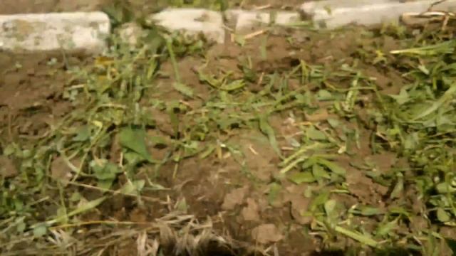 Rose Jubilee Celebration. David Austin. МОЯ ПЕРВОГОДКА ИЮНЬ 2021 смотреть онлайн