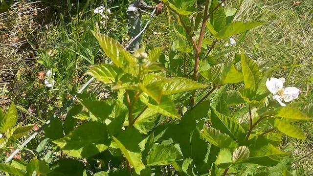 Ежевика, ремонтантная. Сорт Блек Меджик. смотреть онлайн