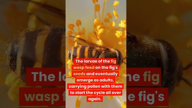An Uncommon Reationship, Wasp & Fig 🐝 🫐 🌸 #biology #ecosystem #fact #wasp #fig #didyouknow #flowers смотреть онлайн