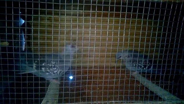 Гвинейская горлица или крапчатый голубь первая часть смотреть онлайн