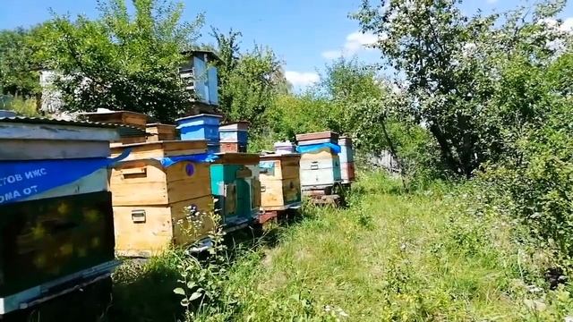 Пошёл небольшой взяток. Осенние медоносы. смотреть онлайн