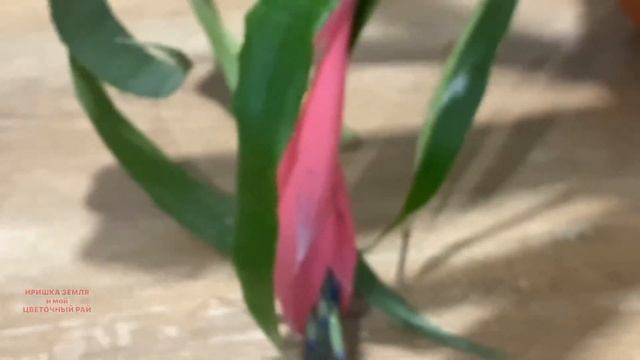 #бильбергия уход и цветение #комнатныецветы смотреть онлайн