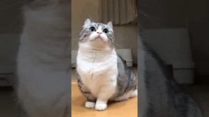 бананчики  #бананчик #мем #meme #реки #мемы #кот #песня 1 hour version