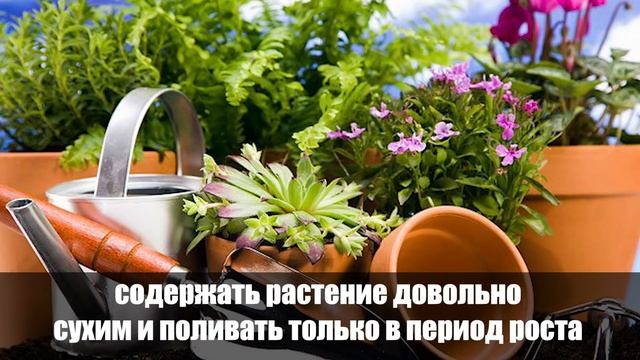 Почему в доме не живут цветы: Топ-6 ошибок неопытных любителей растений смотреть онлайн
