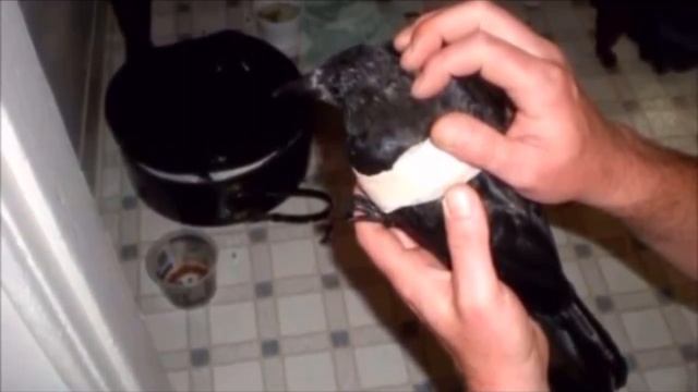 Мужчина годами кормил семью ворон, и вдруг они принесли ему необычные послания смотреть онлайн