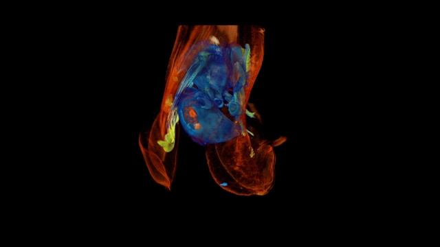 Snapdragon flower (Antirrhinum majus) and bee (Apis) visualised with M-OPT смотреть онлайн