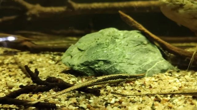 Farlowella sp. (wild) bij Aquarium Speciaalzaak Utaka смотреть онлайн