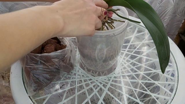Посадила ОРХИДЕЮ в КОРУ и добавила СЕКРЕТНЫЙ ИНГРЕДИЕНТ смотреть онлайн