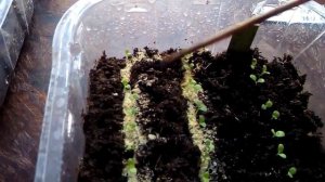 Если вытянулись всходы петунии? Что можно сделать?