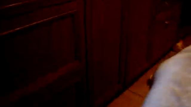 Кормление щенков лабрадора Щенки лабрадора Labrador Puppies смотреть онлайн