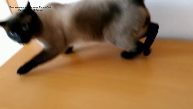 Как папа-кот Оскар пытался сбежать от котят в их последнюю встречу! Тайские кошки - это чудо! Funny смотреть онлайн