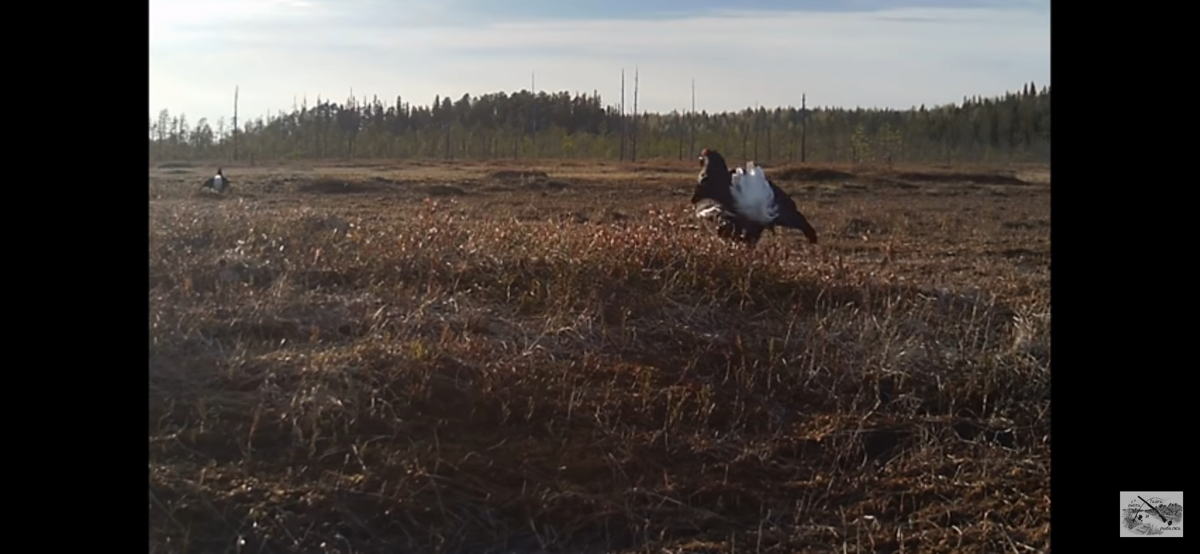 ОХОТА НА ТЕТЕРЕВА НА ТОКУ / ТЕТЕРЕВИНЫЙ ТОК / ВЕСНА 2021 смотреть онлайн