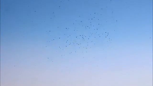 Migratory Birds Amur Falcons in the evening at Doyang Wokha Nagaland смотреть онлайн