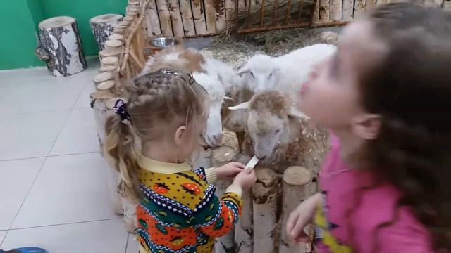 Контактный зоопарк Настя кормит овечек смотреть онлайн