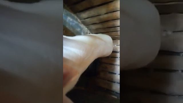 Поросята помесь ладнраса, пьетрена и алтайской мясной. смотреть онлайн