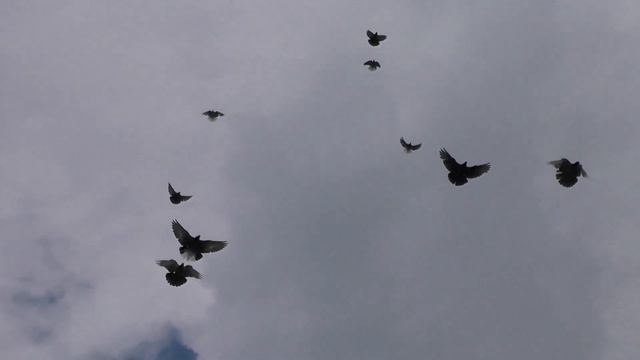 Шок ! Лучшего хозяйства в г Краматорске не видел ! смотреть онлайн