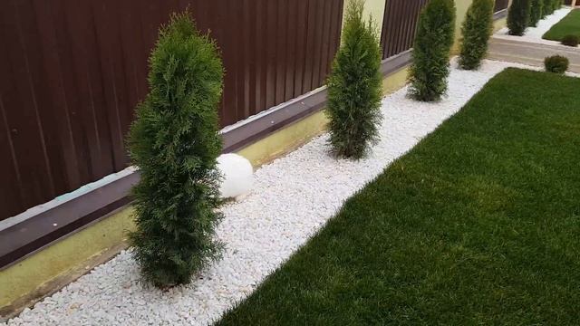 Новозеландский белый ЛЮБОВЬ С ПЕРВОГО ВЗГЛЯДА смотреть онлайн
