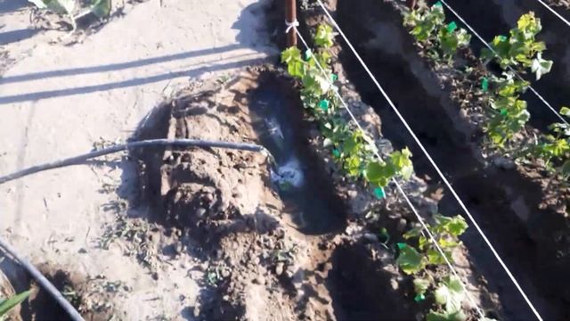 Полив виноградной школки!