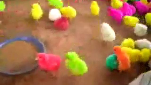Разноцветные цыплята смотреть онлайн