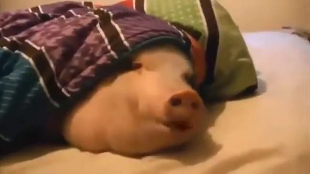 Pig resting(Свинья релаксует) смотреть онлайн