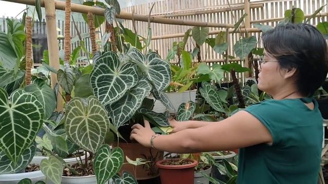 TANAN HIAS UKURAN JUMBO DI KEBUN смотреть онлайн