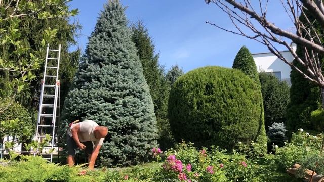 #стрижкаели Стрижка голубой ели. смотреть онлайн