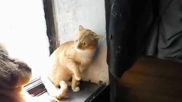 Кот и игрушечный Лев смотреть онлайн