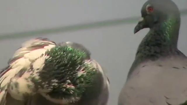 Panasonic SDR-H101: OIS Off At 70x Optical Zoom смотреть онлайн