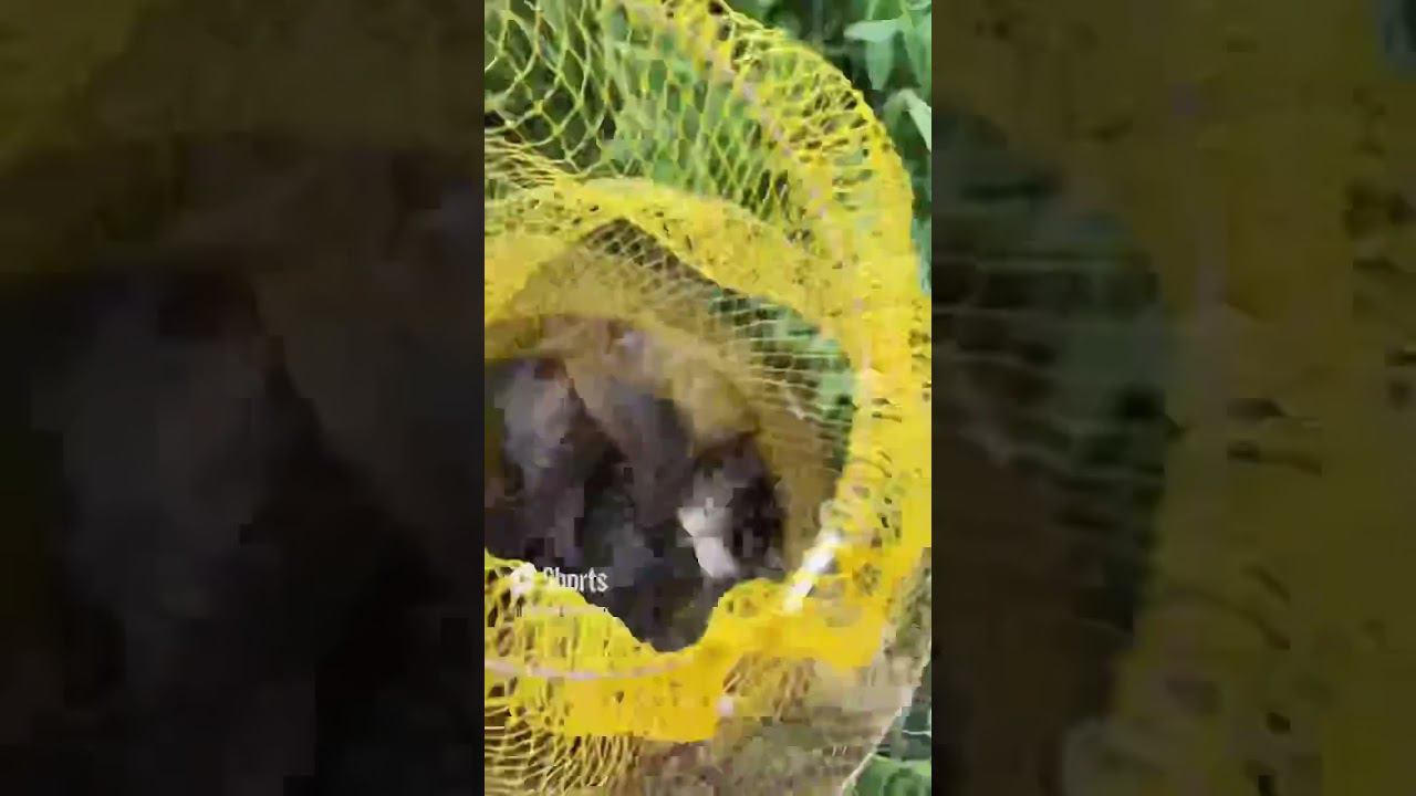 Караси на даче #карась #рыбалкакстово #карп смотреть онлайн