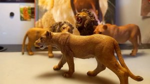 мой львиный прайд шляйх